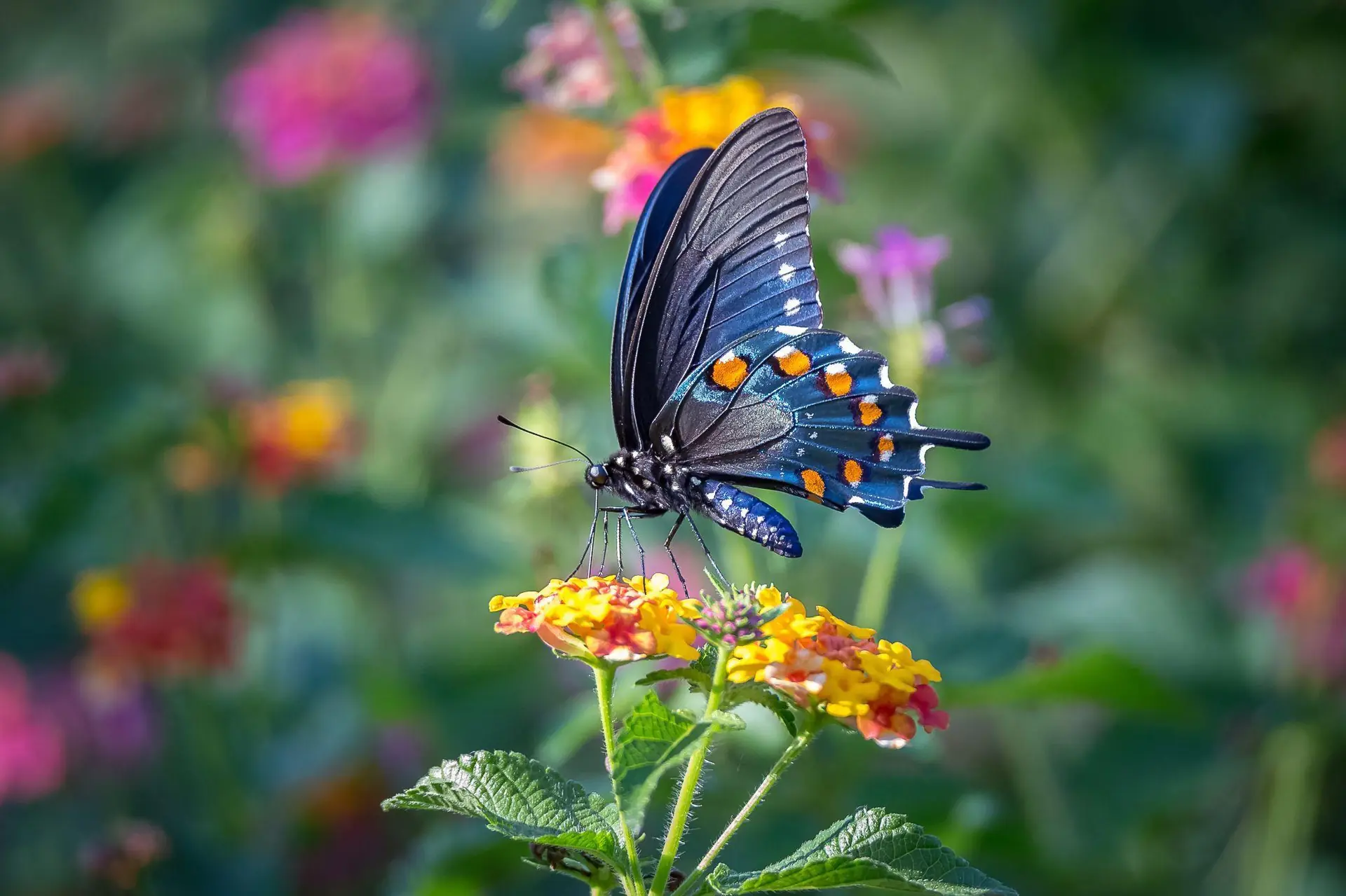 Borboleta azul sobre flores — fauna nativa preservada na área do Forte do Leme