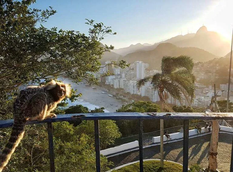 Sagui observando a Praia de Copacabana ao entardecer — fauna nativa do Forte do Leme